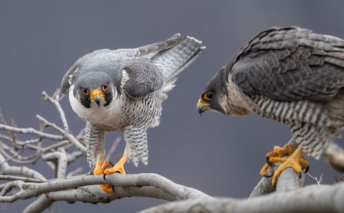 Close-up of peregrine falcons perching on tree branch