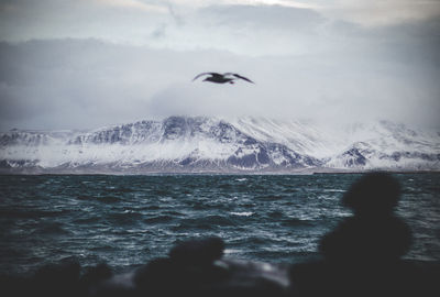 Bird flying over sea against sky