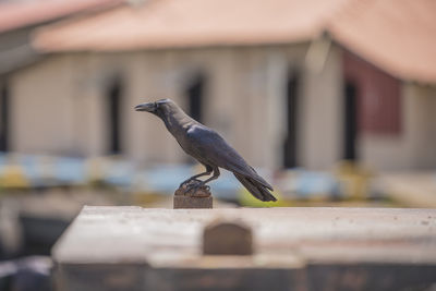 Bird perching on roof against building