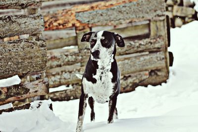 Portrait of dog on snow