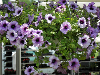 Close-up of purple flowers blooming outdoors