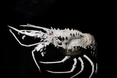 Close-up of spiny lobster taxidermy against black background