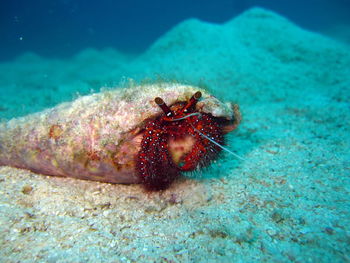 Close-up of insect on sea