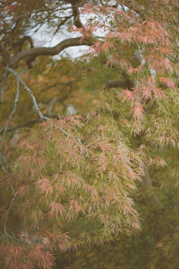 Close-up of pine tree
