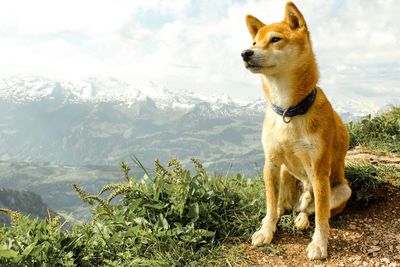 Dog sitting on mountain against sky