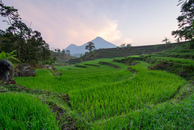 Scenic view of agricultural field against sky