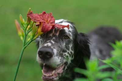 Dog english setter