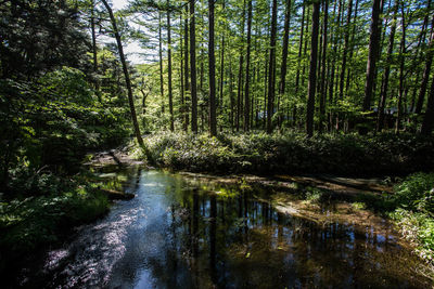 Scenic view of waterfall in forest