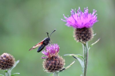 Close-up of butterfly pollinating on purple flower