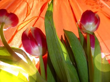 Close-up of red tulip