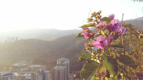 Close-up of pink flowers against clear sky