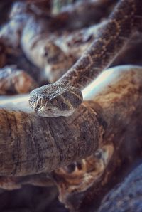 Close-up of a snake on tree