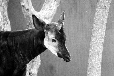 Okapi at zoo