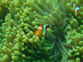 Nemo swimming inside the corals