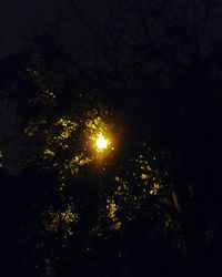 Trees against sky at night