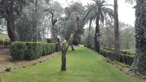 Trees growing in field