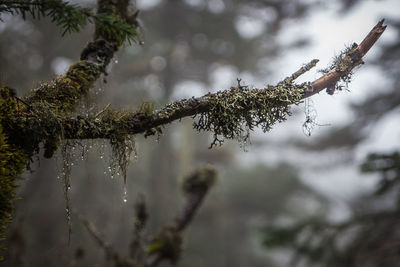 Close-up of frozen plant during rainy season