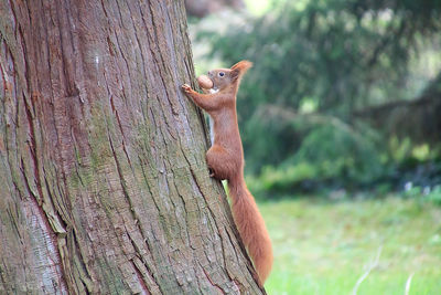 Close-up of squirrel on tree trunk