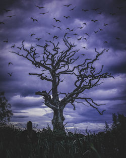 Low angle view of silhouette trees on field against sky