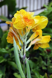 Close-up of yellow flowering plant