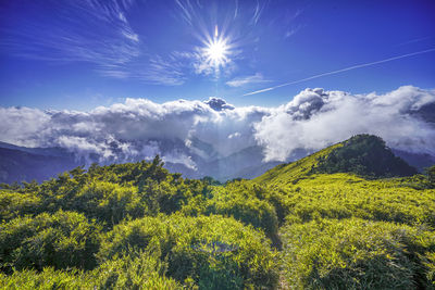 Scenic view of tree against sky