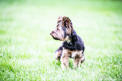View of a dog on field