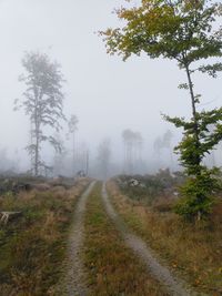 Dirt road along trees and plants