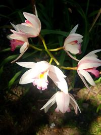 Close-up of pink crocus flowers on field