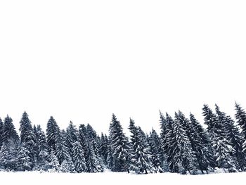 Low angle view of trees against clear sky