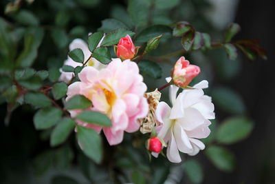 Close-up of pink flowers