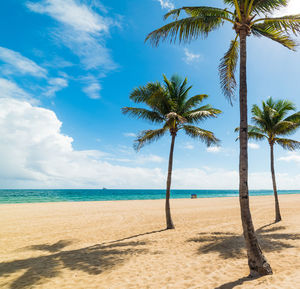 Palm trees on beach against sky