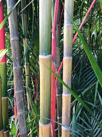 Close-up of bamboo plants on field