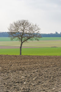 Tree on field against sky