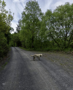 View of dog on road amidst trees