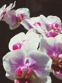 Close-up of pink flowers