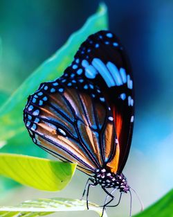 Close-up of butterfly pollinating flower