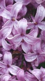 Close-up of pink flowers