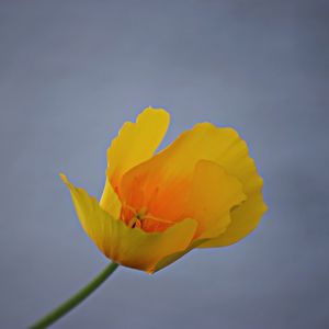 Close-up of yellow flower