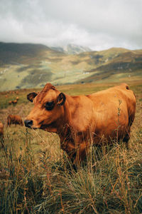 A cow in a valley