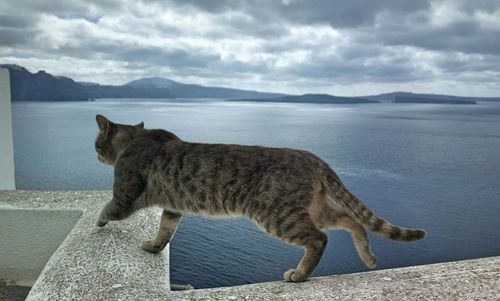 Cat looking at sea against sky