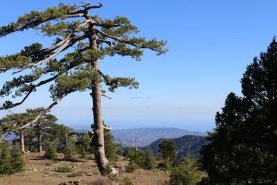 Trees on landscape against clear blue sky