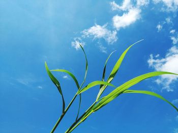 Close-up of plant against blue sky