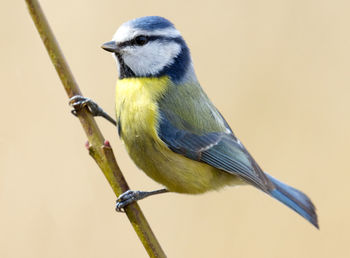 Close-up of bird perching outdoors