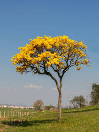 Yellow flowering tree on field against clear sky