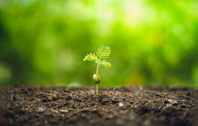 Close-up of sapling growing in dirt