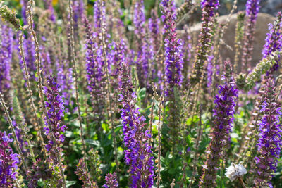 Close-up of purple flowering plants on field