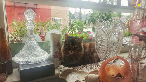 Close-up of cat by flowers