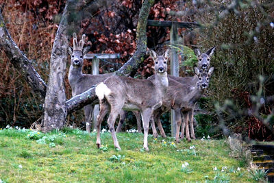 Deer grazing on field