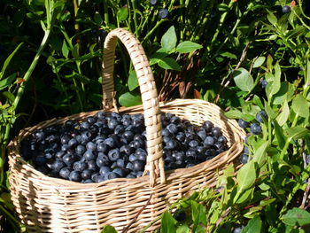 Close-up of fruits in basket