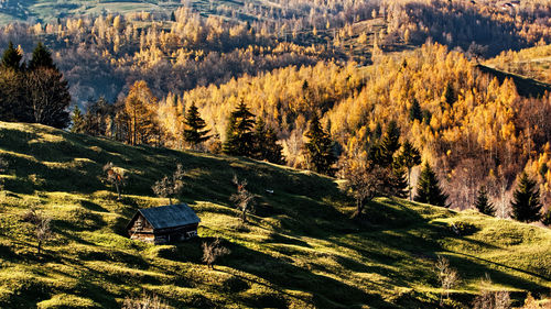 High angle view of trees in forest during autumn